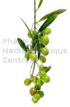 Olea europaea bourgeon - olivier d'Europe